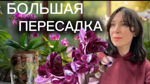 Пересадка КИТАЙСКИХ орхидей. Разные варианты посадок. Новый компонент в грунте