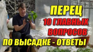 10 главных вопросов по высадке перца — ответы