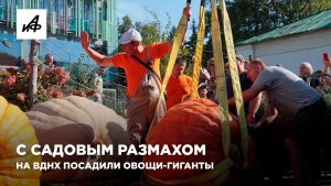 Тыквы весом в тонну. На ВДНХ посадили овощи-гиганты