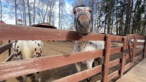 Контактный зоопарк