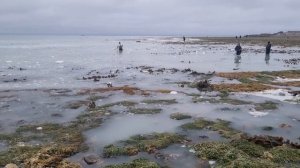 поход на отлив - сбор море продуктов _ устрицы .