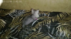 Пуфик 04.05.2026 Игрёночек