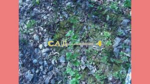 САД _--__--4  Первые работы