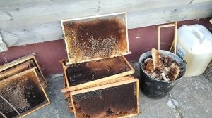 05.05.2026 Сады цветут, а где ПЧЕЛЫ???
