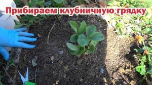 Чистим гряду с садовой земляникой