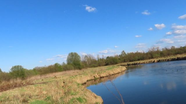 Громко поёт чёрный дрозд над Ижорой в Межстоличьи