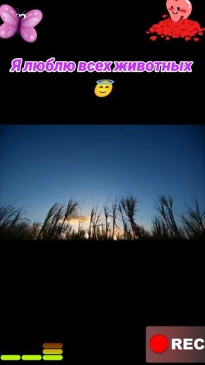 Животные приколы и не только😅