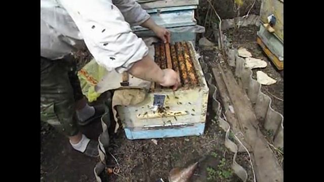 работа на пасеке в мае - начал вывод маток, ставлю прививочную рамку с личинками ( видео из архива )