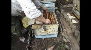 работа на пасеке в мае - начал вывод маток, ставлю прививочную рамку с личинками ( видео из архива )