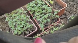 2 мая,ласточки прилетели,что в теплице?