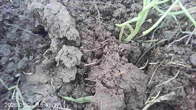 Пересадка в огород кабачкового растения январской посадки - сорт "Чёрный Красавец"
