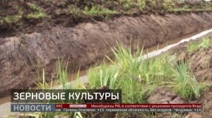 Своя пшеница: сделать хлеб дешевле. Новости. 05/05/2026. GuberniaTV