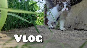 АРХИВ 2024 | vlog: срыв у кота | отдыхаем в гостях у бабушки | 11-12.06.2024