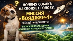 На Марсе нашли доказательства древнего океана | Что это значит? Почему собака наклоняет голову
