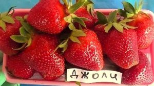 НОВЫЙ сорт КЛУБНИКИ получила.ПАШЕМ ОГОРОД.