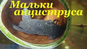 Я НЕ ожидал ТАКОГО… мальки анциструсов удивили!