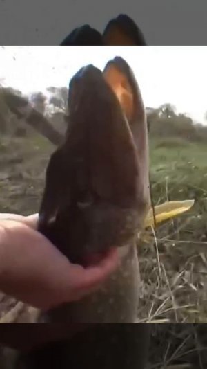 Нихрена себе, там крокодил какой-то!.