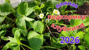 Обьёмная подкормка клубники перед цветением. Пошаговая инструкция.