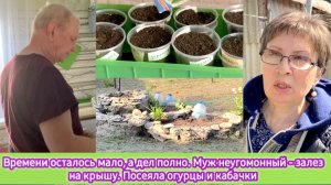 Времени осталось мало, а дел полно. Муж неугомонный - залез на крышу. Посеяла огурцы и кабачки