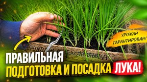 Лук рассадным способом- правильная подготовка и посадка!