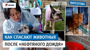 Как под Туапсе спасают кошек и собак после «нефтяного дождя»