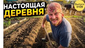 Деревенские будни Омичей. Копаем огород, встречаем коров и общаемся с телятами.
