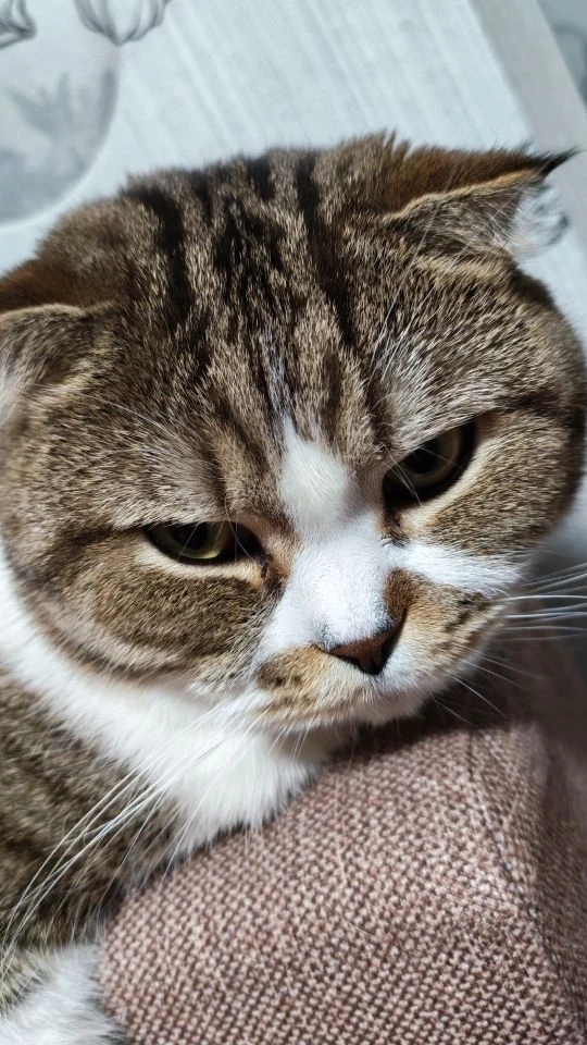 Кот Федор