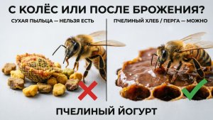 Пчёлы едят пыльцу «с колёс» или ждут ферментации? Как устроен пчелиный «йогурт» | Кашковский 🐝🥣