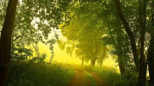 Утренние трели  в лесу#релаксация #природа_летом #птицы