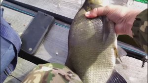 РЫБАЛКА 🎣 НА ЛЕЩА НА ФИДЕР, ПОПАЛСЯ ТРОФЕЙНЫЙ ЛЕЩ