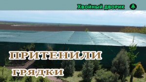 Новости питомника: накрыли сеткой, рассадили пихту, открыли предзаказ 🌲