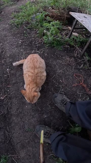 ОТец Дрессирует Рыжика
