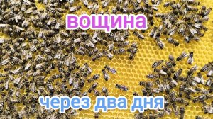 Будет рой у пчёл или нет? Пчеловодство Владимирской области!