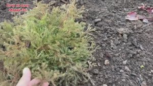 Уборка в цветниках. 4.05.26г Всё пошло не по плану