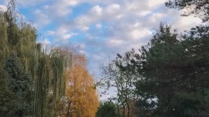Аллея деревьев России. Мамаев курган. Волгоград