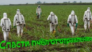 Завтра поля травят. Как спасти пчёл за 24 часа? Алгоритм от профессора Кашковского 🐝⚠️