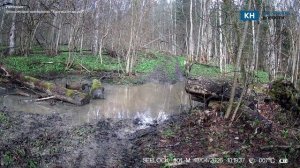 В калужском заповеднике фотоловушка сняла волка на лесной тропе
