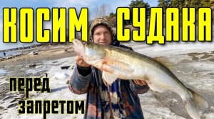Косим судака на резинку перед запретом.