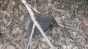 Нашел маленького ёжика 🦔. Молодой, чёрненький ☺️. Уже второй ёжик в этом году. 🤗 The small hedgeho