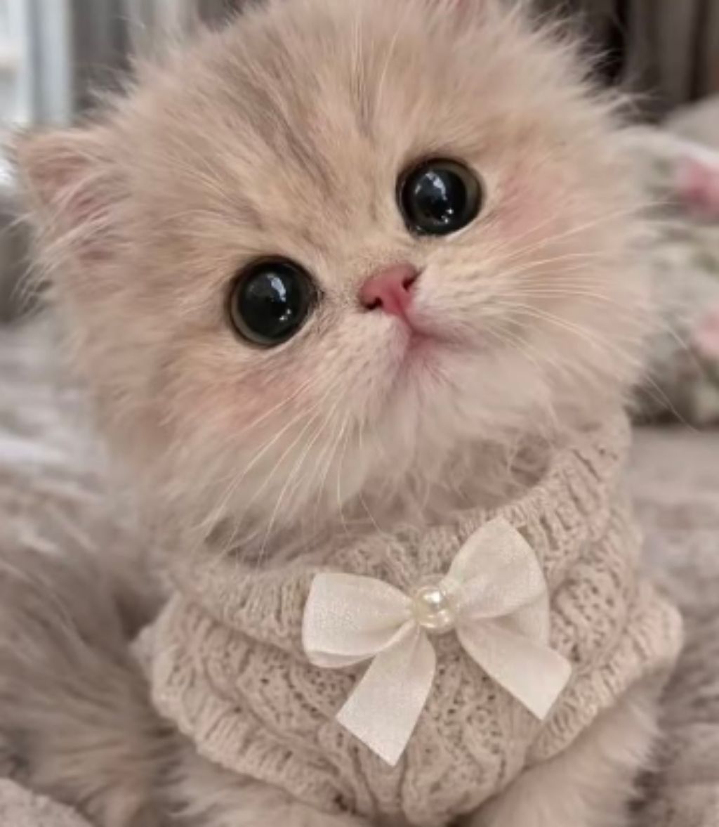 лп смотреть онлайн