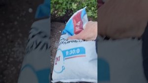 СПАСАЕМ КЕДР НА БОЛОТЕ! Пересадка с поднятием грунта и лесной микоризой