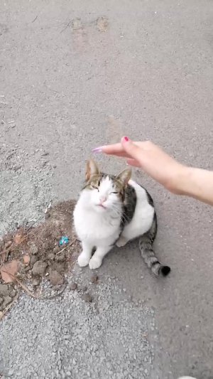 вау