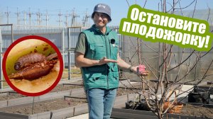 Избавьтесь от ПЛОДОЖОРКИ в саду!