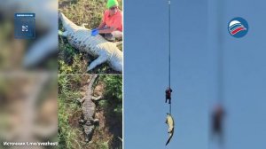 Крокодила с человеческими останками внутри выловили в ЮАР