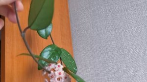 Хойя карнозова. Цветение.