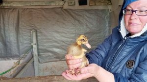 У нас завелся индийский бегунок. Покос сада райдером за пару часов.