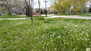 Поле цветов для любимой супруге. 7 серия
