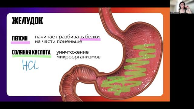 Пищеварительная система (экспресс)