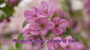 Sergio Santini  *   Light of Life