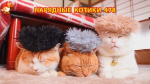 Нарядные Котики расслабляются на солнышке 🌞 🐈🐈🐈 (478)
